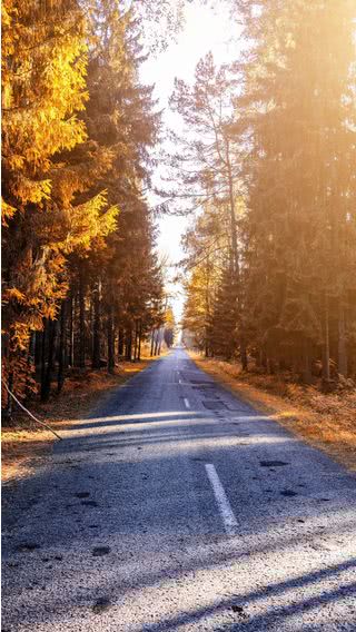 森の道路