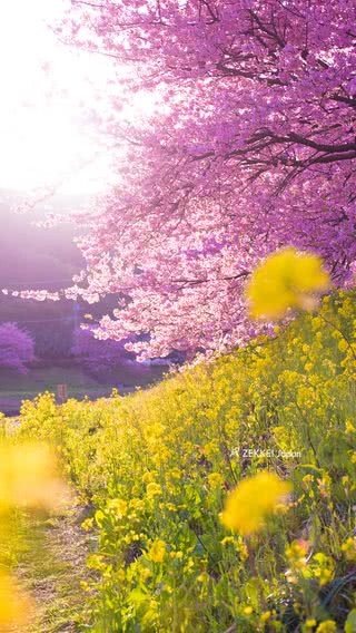 【99位】桜と菜の花|自然のiPhone壁紙