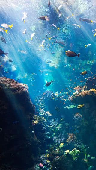 【176位】水族館|魚のiPhone壁紙