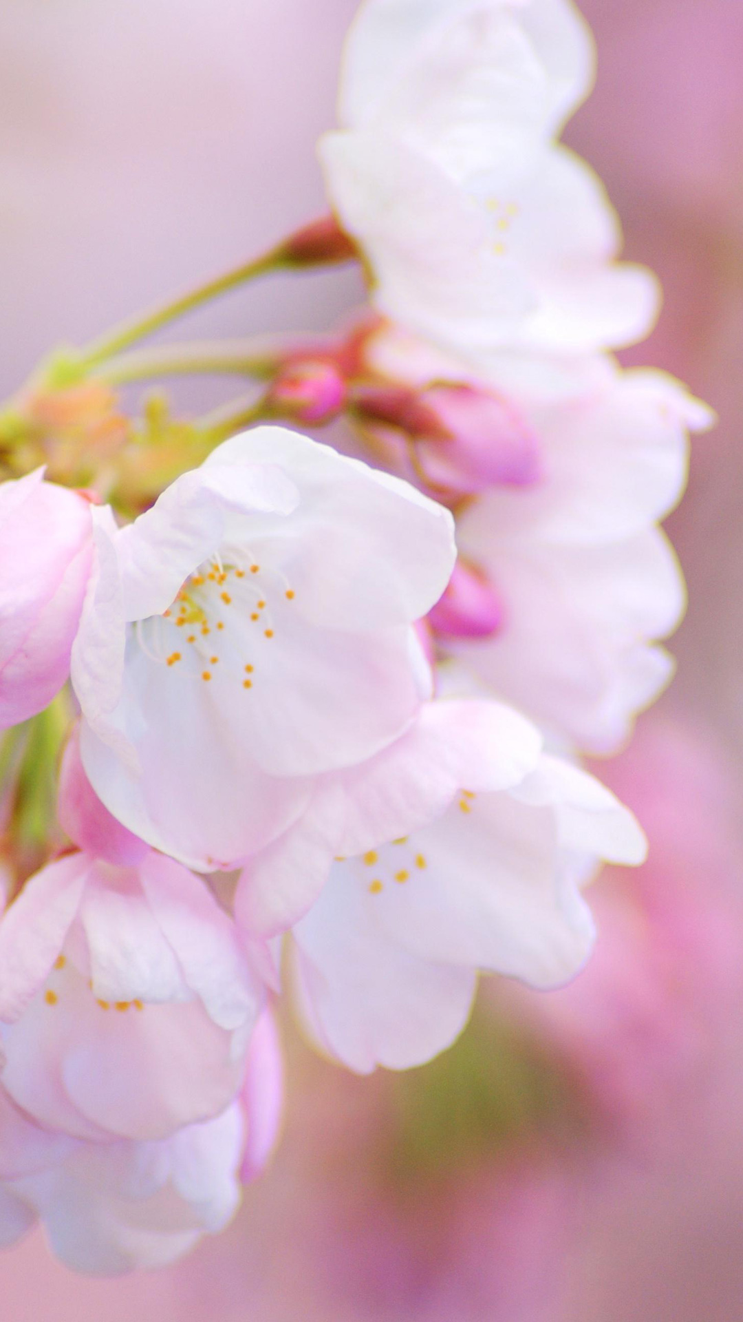 すべての美しい花の画像 上桜 スヌーピー 壁紙 春