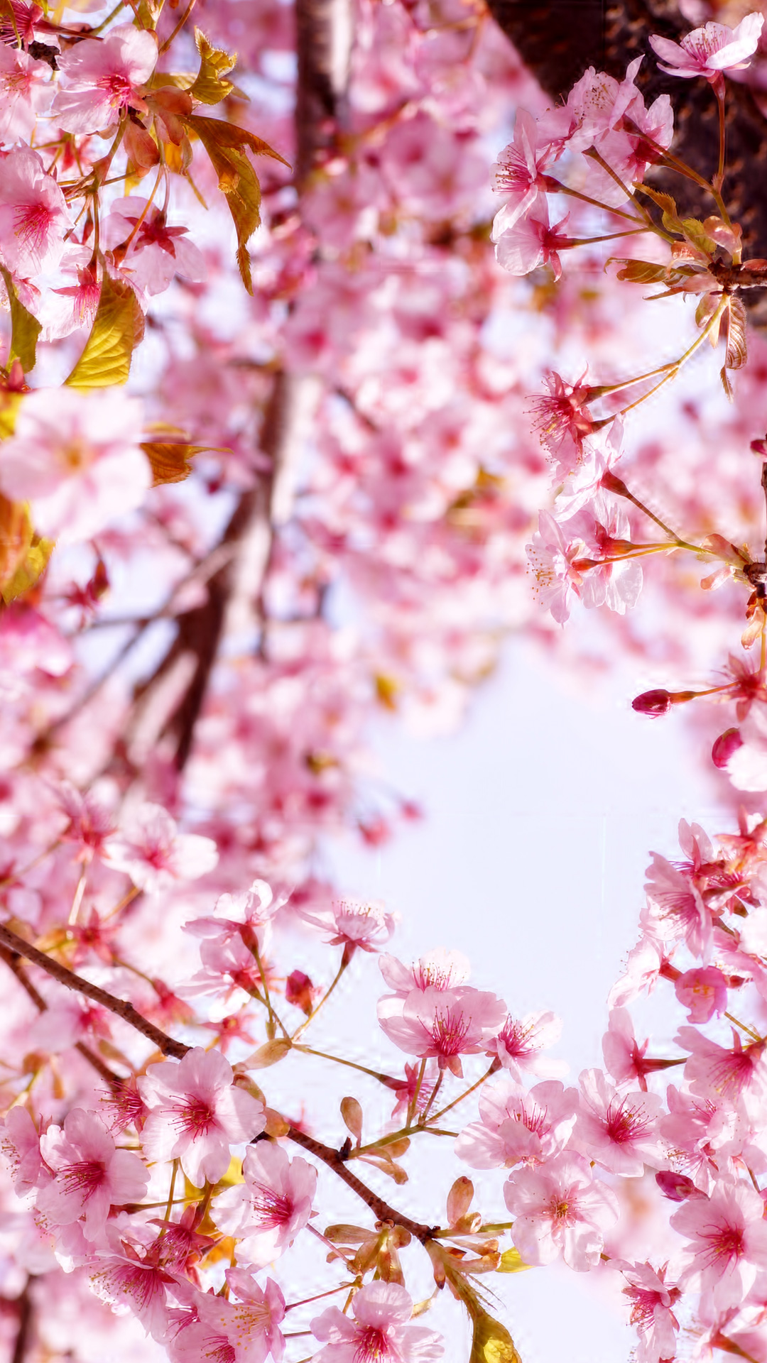 満開の桜 Iphone11 スマホ壁紙 待受画像ギャラリー