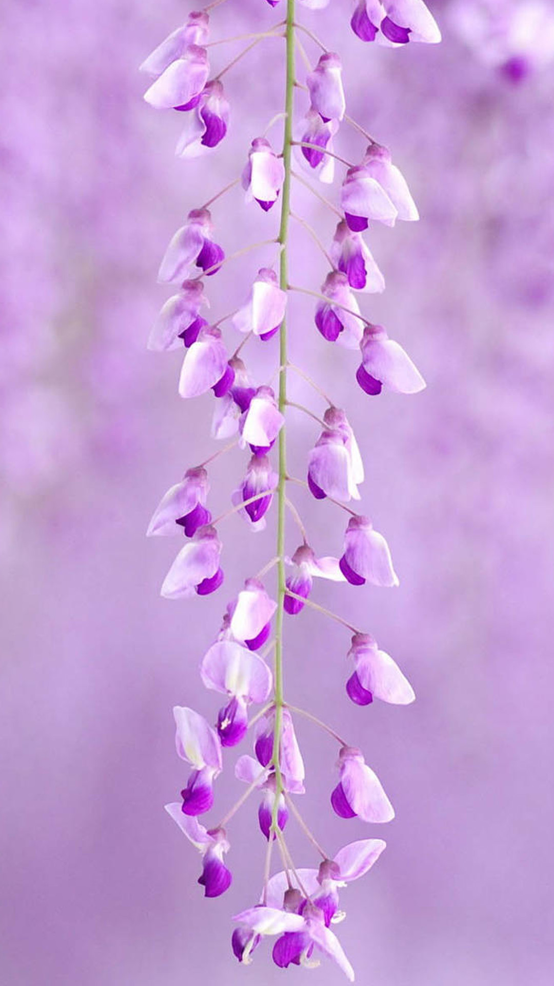 紫色のかわいい花 Iphone11 スマホ壁紙 待受画像ギャラリー