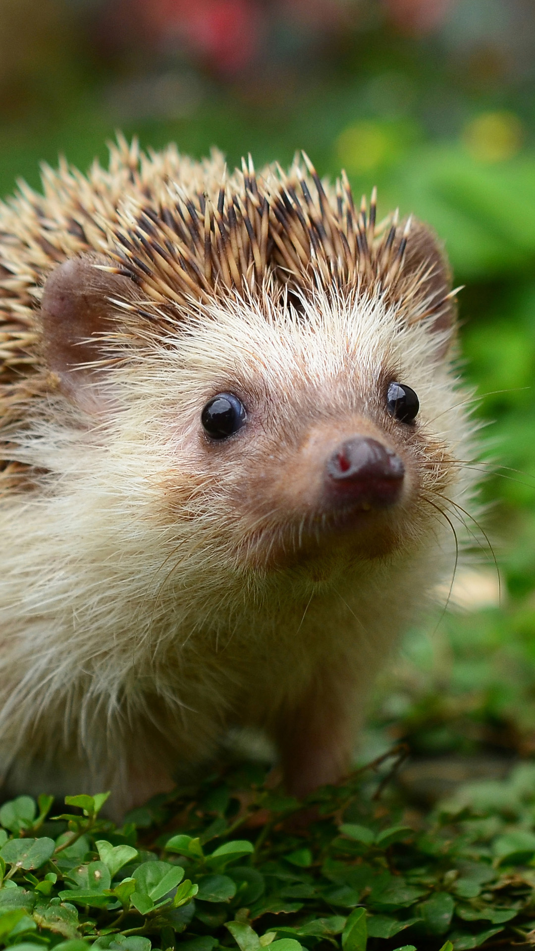 聴く クライストチャーチ アプト 動物 壁紙 Touhi Kayumi Jp