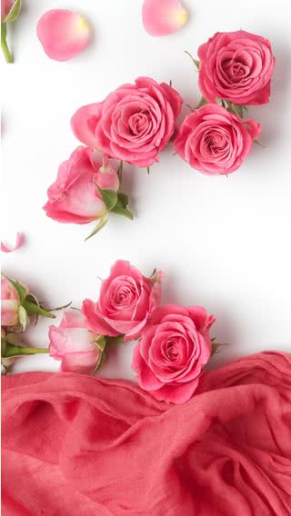 【214位】ピンクの薔薇