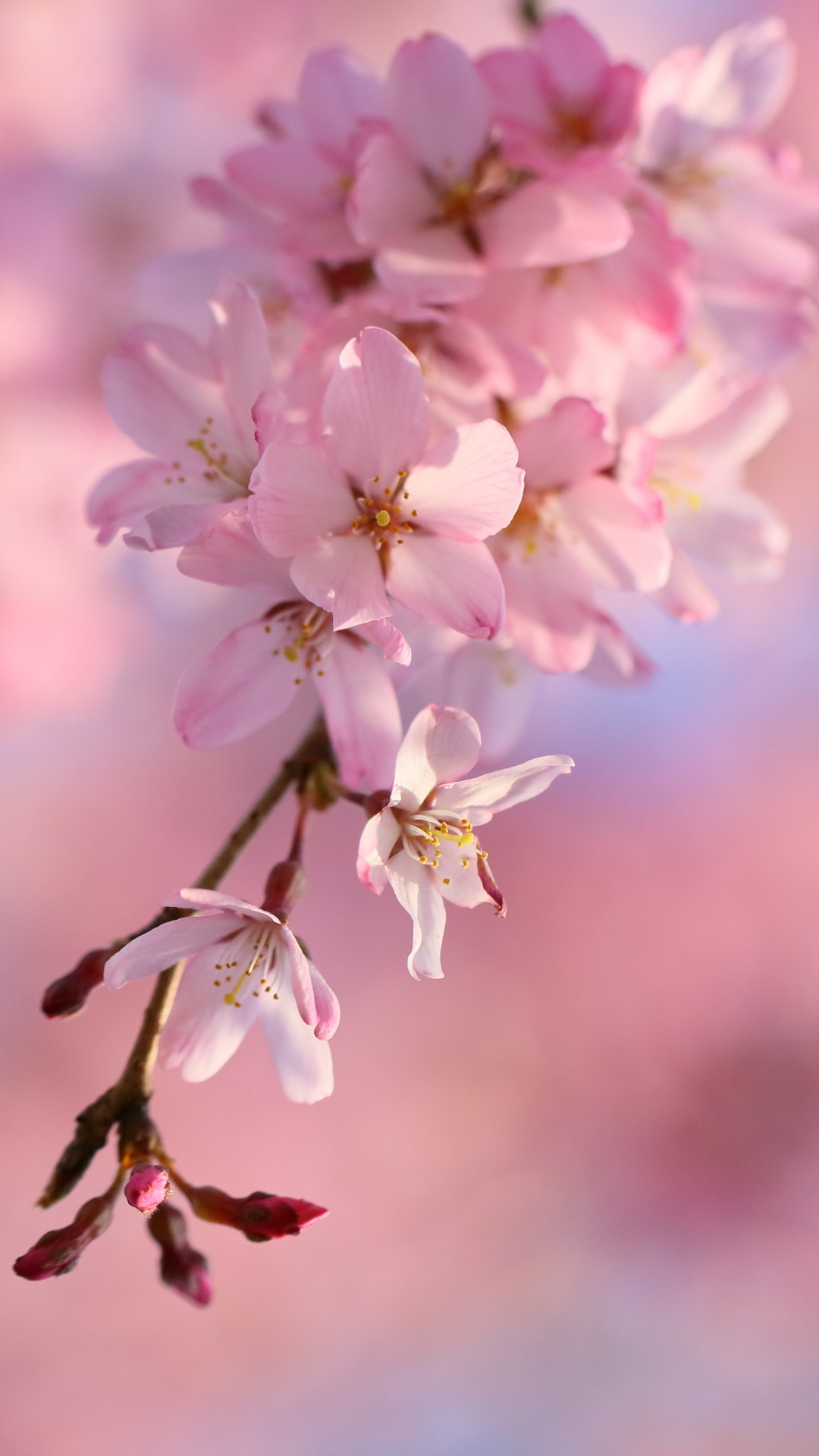 すべての美しい花の画像 上iphone11 壁紙 桜