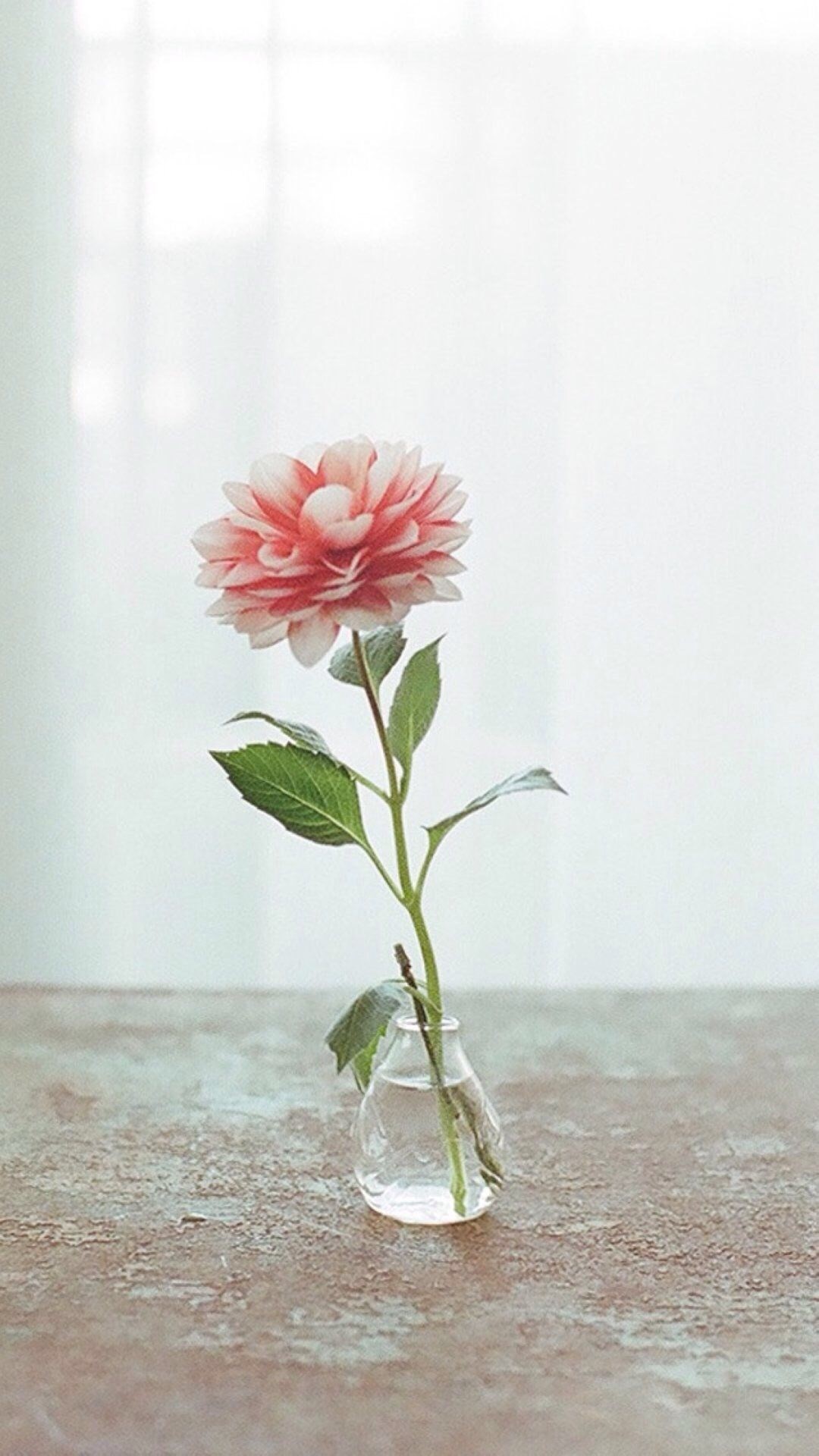 花瓶の花 Iphone11 スマホ壁紙 待受画像ギャラリー