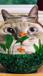 ネコと金魚鉢