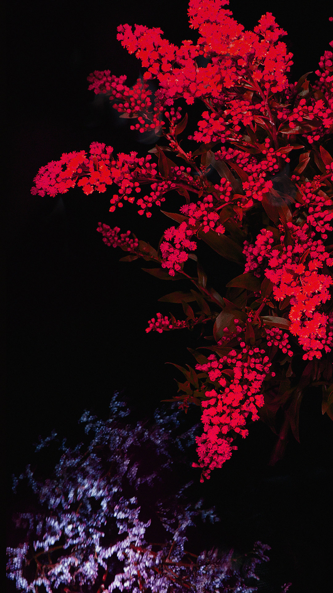夜の赤い花 Iphone11 スマホ壁紙 待受画像ギャラリー