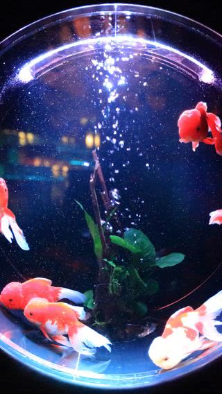 綺麗なiphone11 壁紙 魚 美しい花の画像