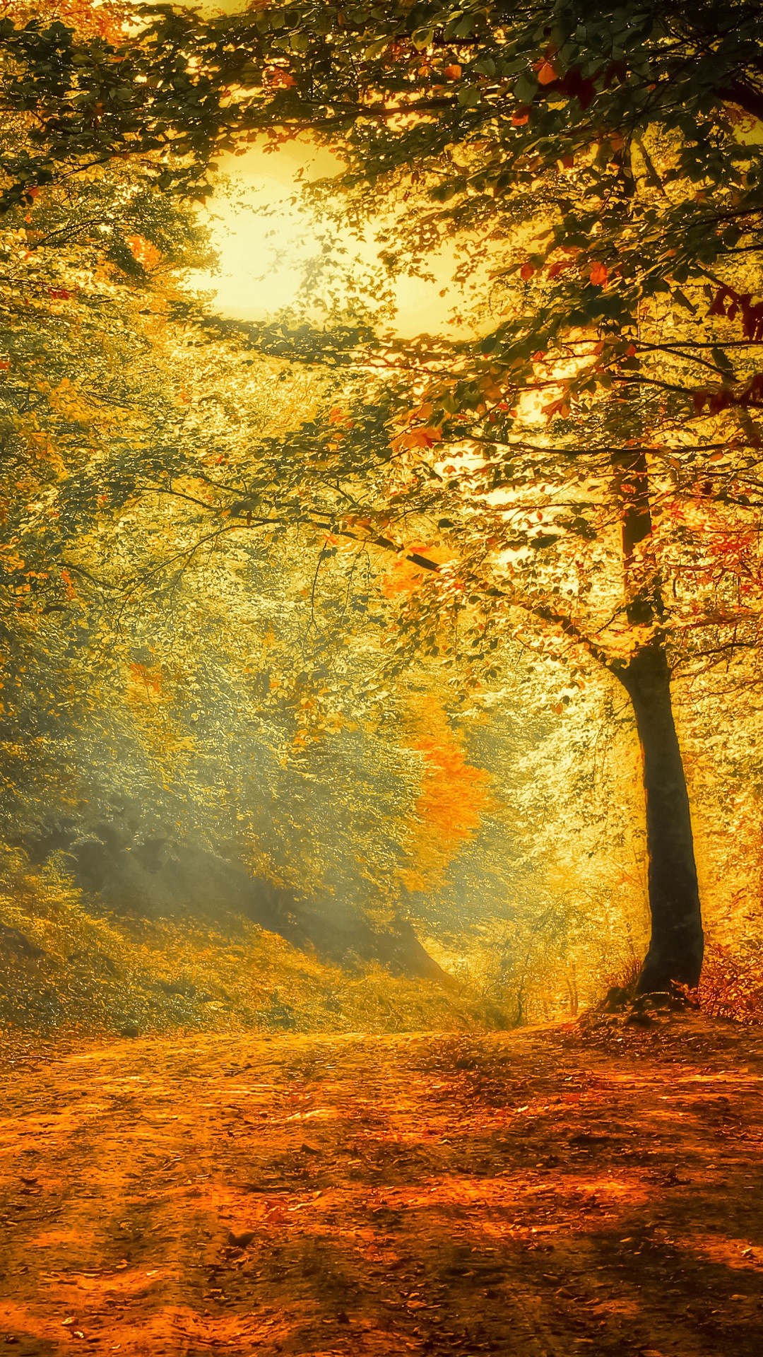 金色に輝く秋の森 Iphone12 スマホ壁紙 待受画像ギャラリー