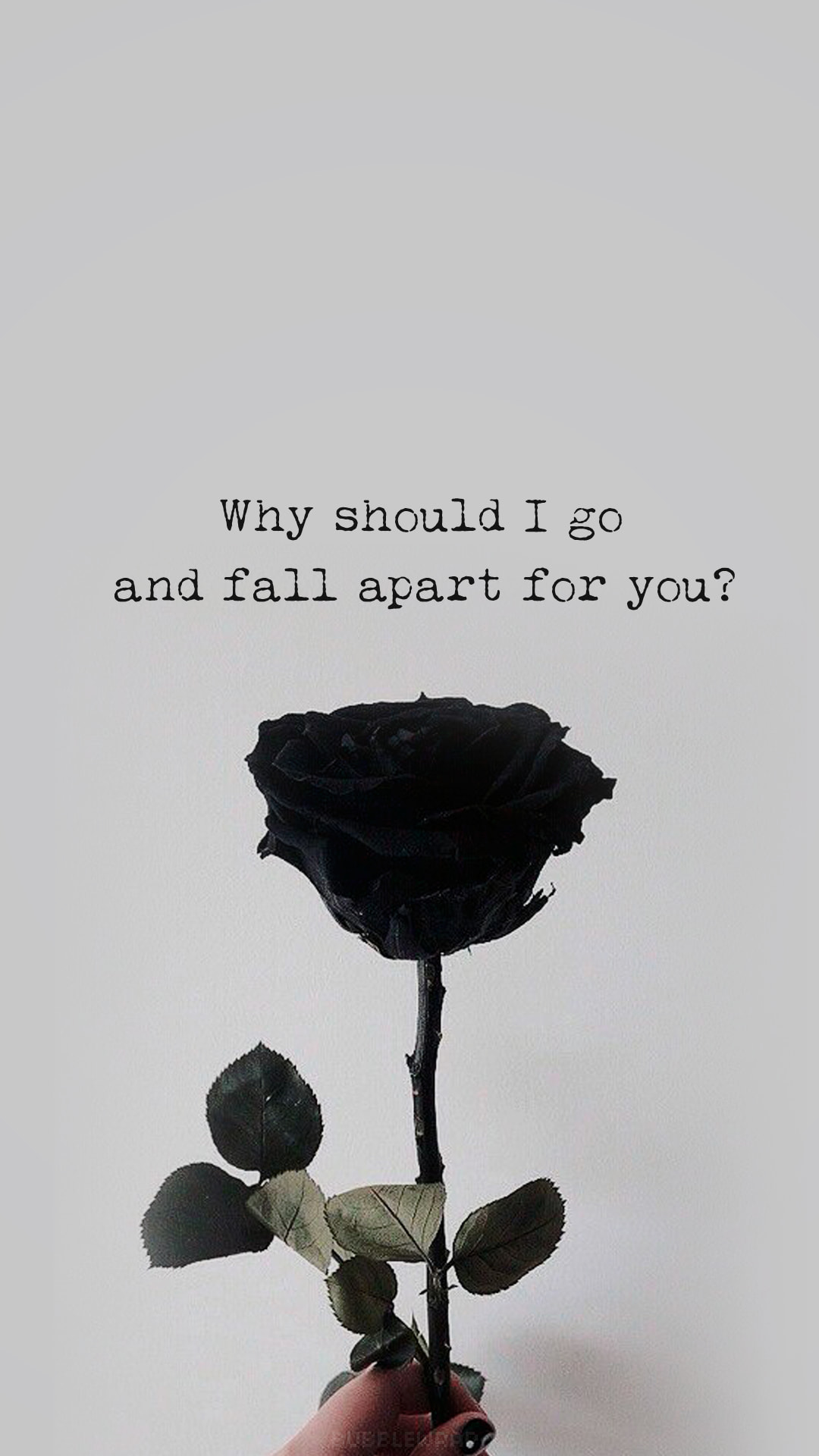 黒い薔薇 Why Should I Go And Fall Apart For You Iphone11 スマホ壁紙 待受画像ギャラリー