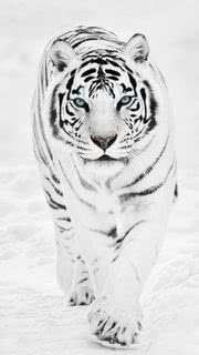 最も共有された かっこいい 白い 虎 イラスト タガタメウォール