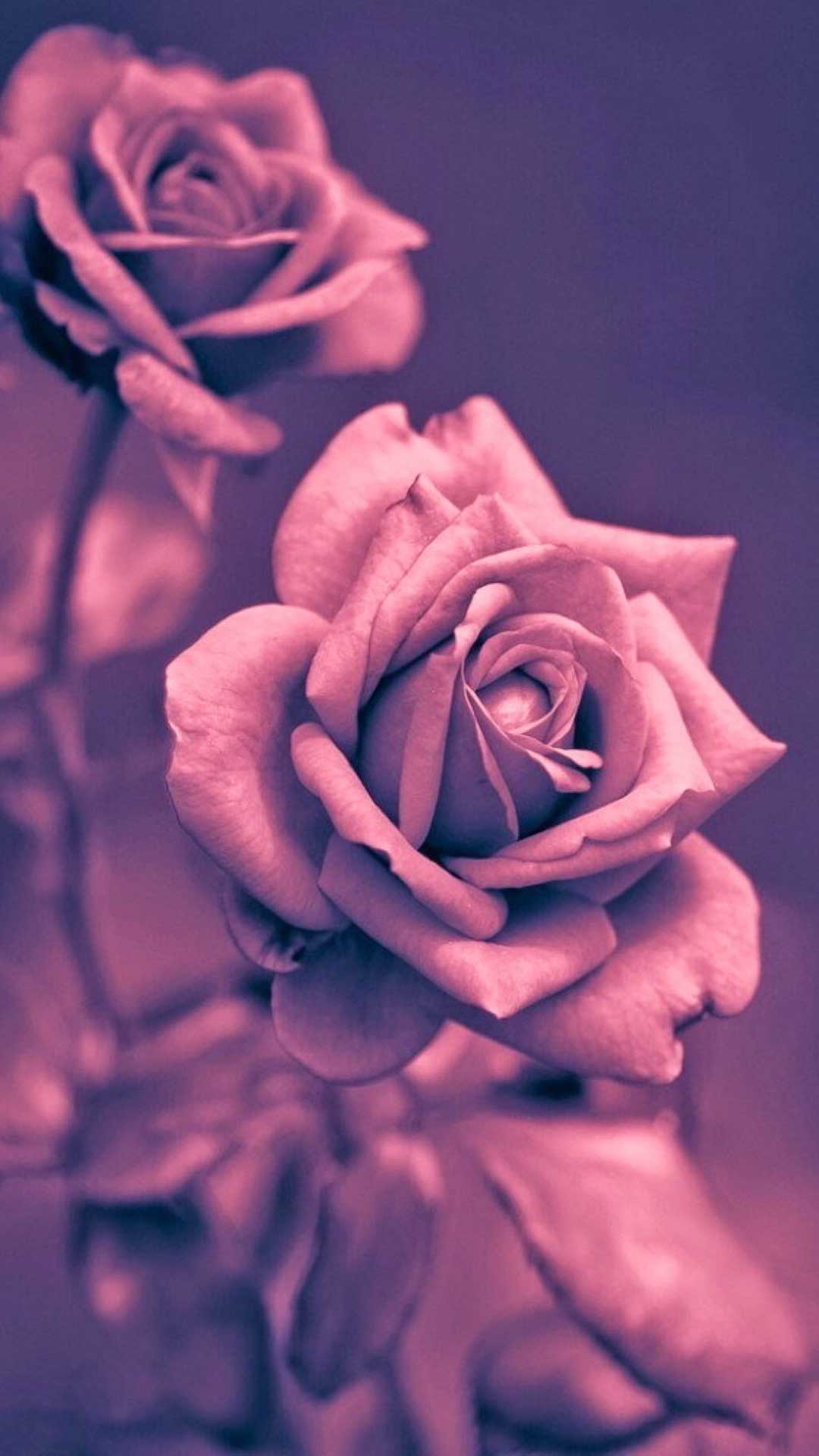 かっこいい Iphone 薔薇 壁紙 おしゃれ ただ素晴らしい花