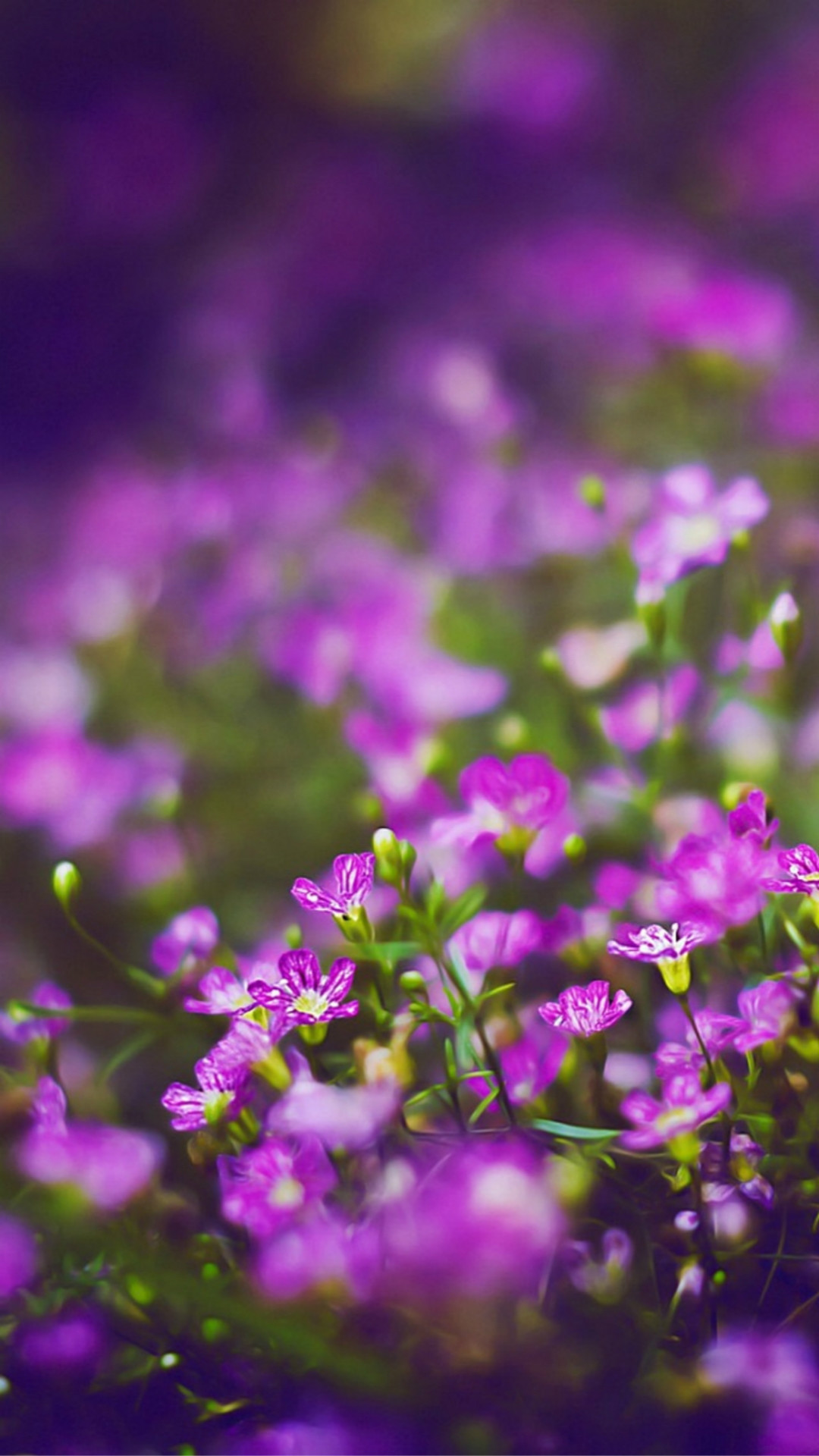 紫色の可愛い花 Iphone11 スマホ壁紙 待受画像ギャラリー