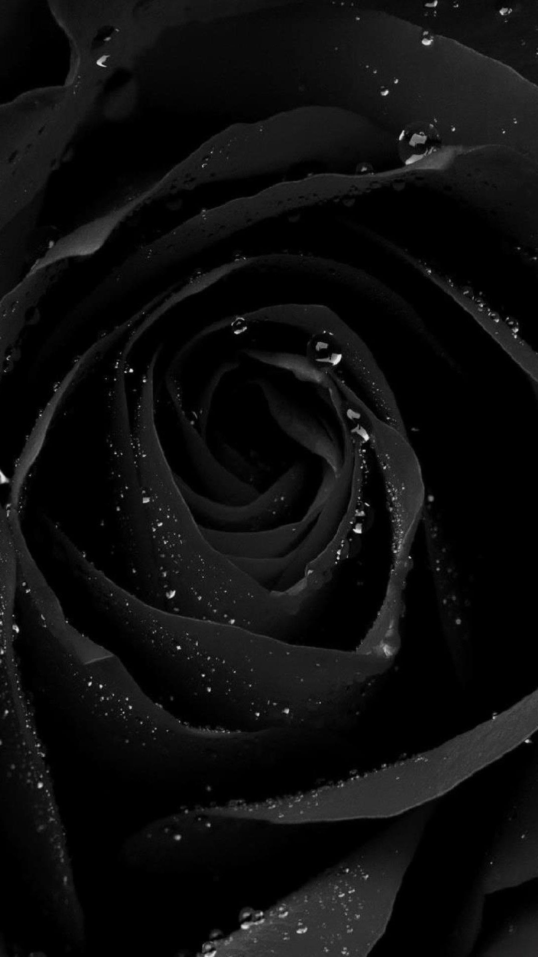 黒い薔薇 Iphone11 スマホ壁紙 待受画像ギャラリー