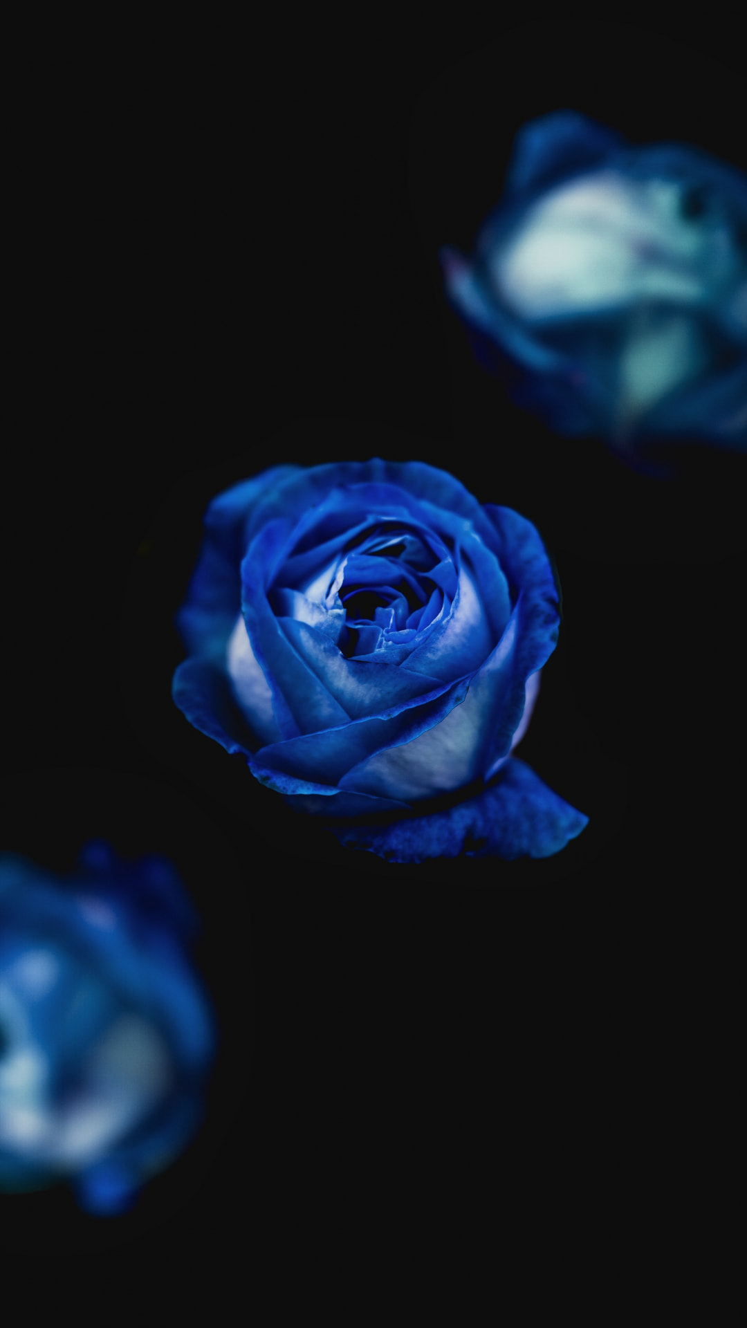 動物画像無料 綺麗なかっこいい 青い 薔薇 イラスト