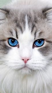 かわいい猫の手 Iphone11 スマホ壁紙 待受画像ギャラリー