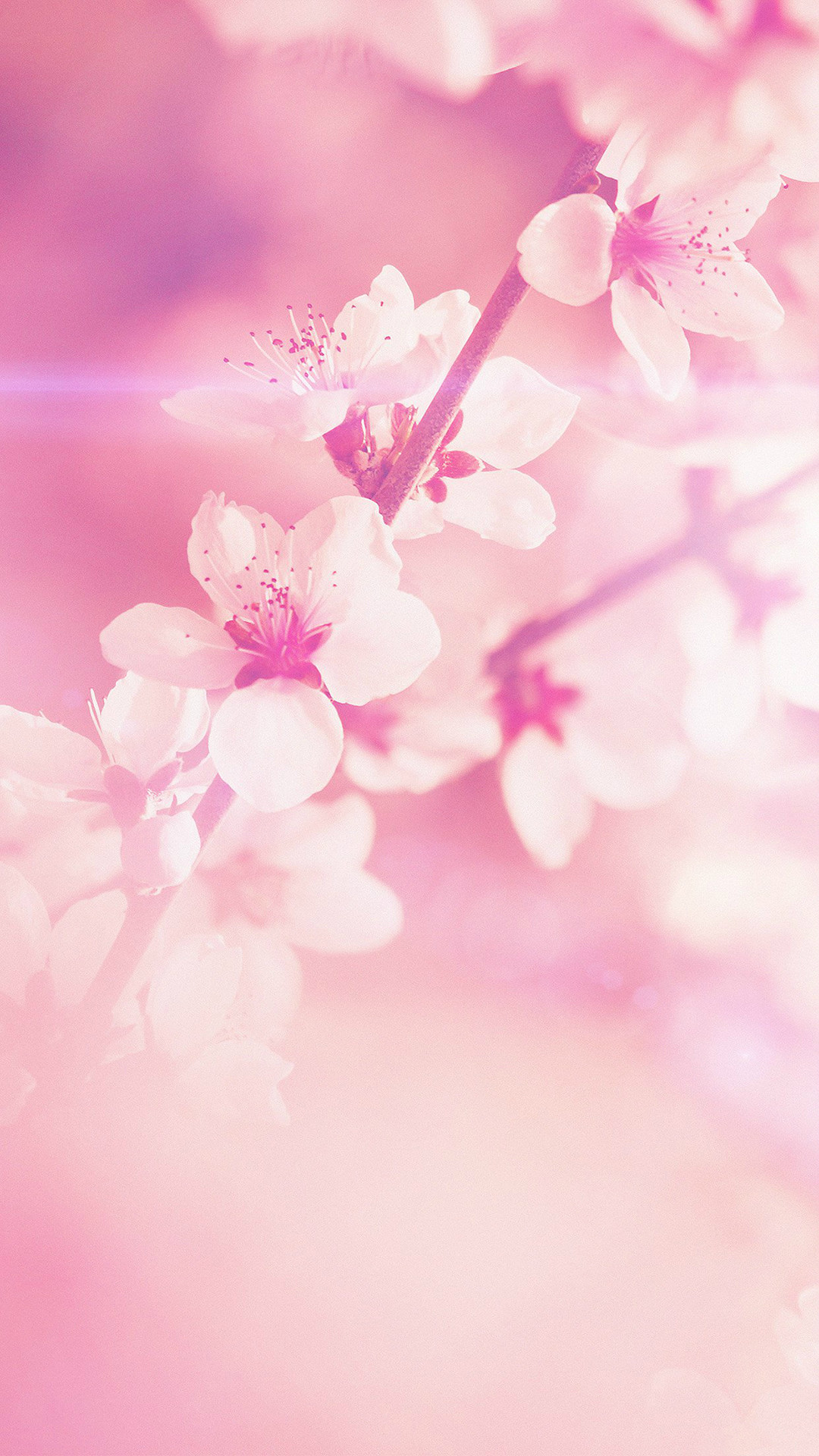トップ100桜 スマホ 壁紙 春 最高の花の画像