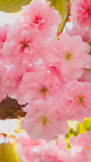 ピンク色の桜 Iphone11 スマホ壁紙 待受画像ギャラリー