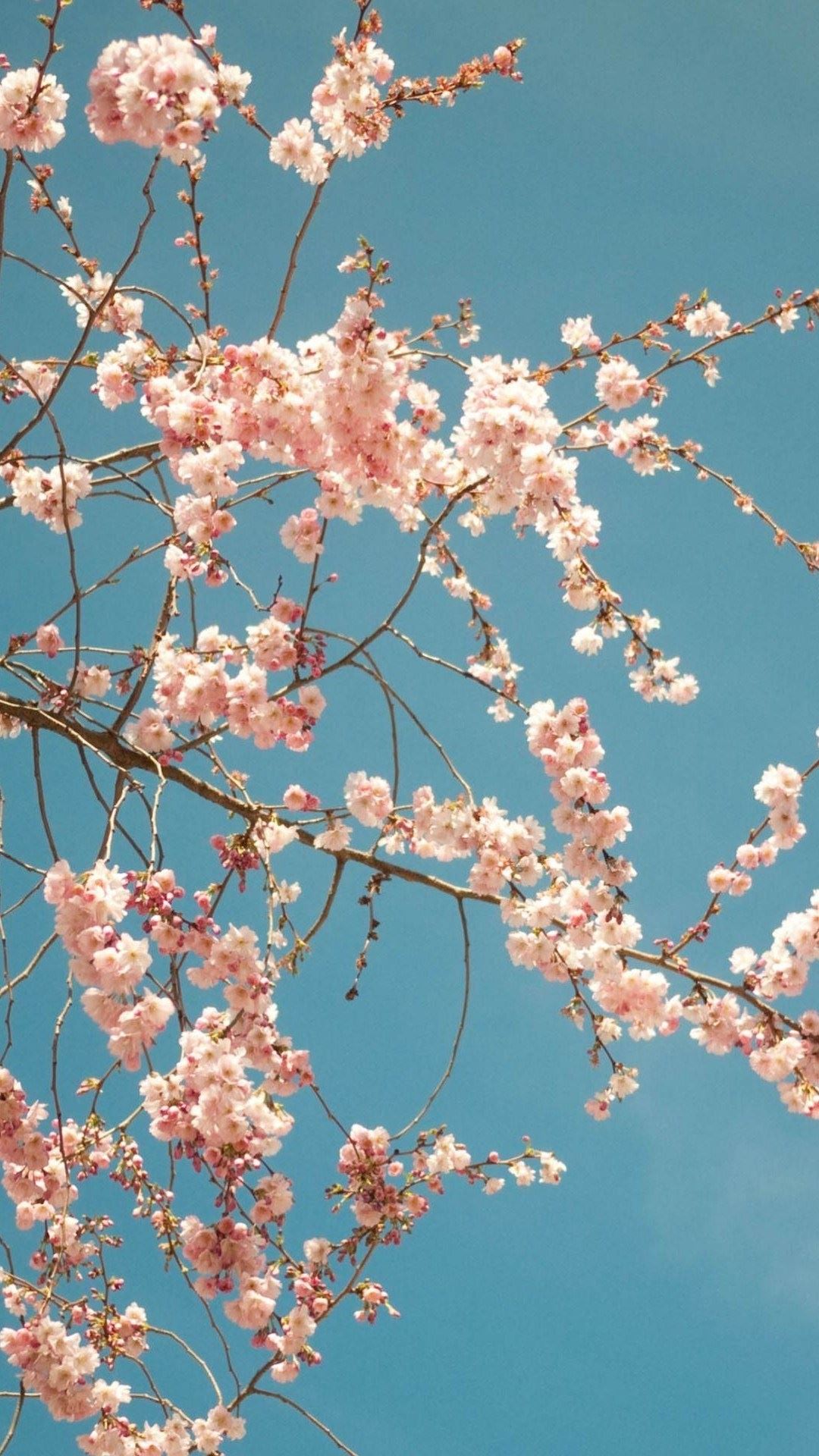 桜の木 Iphone11 スマホ壁紙 待受画像ギャラリー