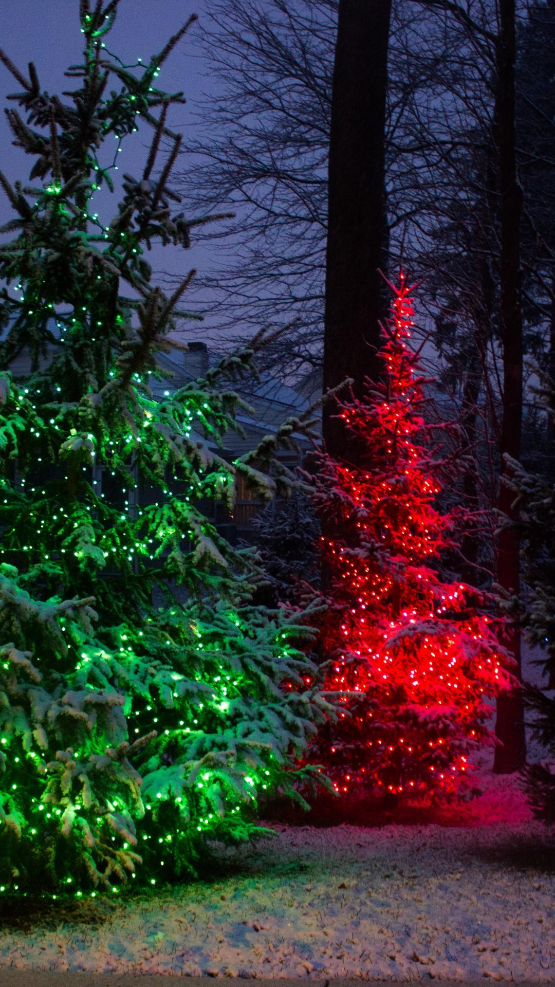 クリスマス 赤と緑にライトアップされた樅の木 Iphone11 スマホ壁紙 待受画像ギャラリー