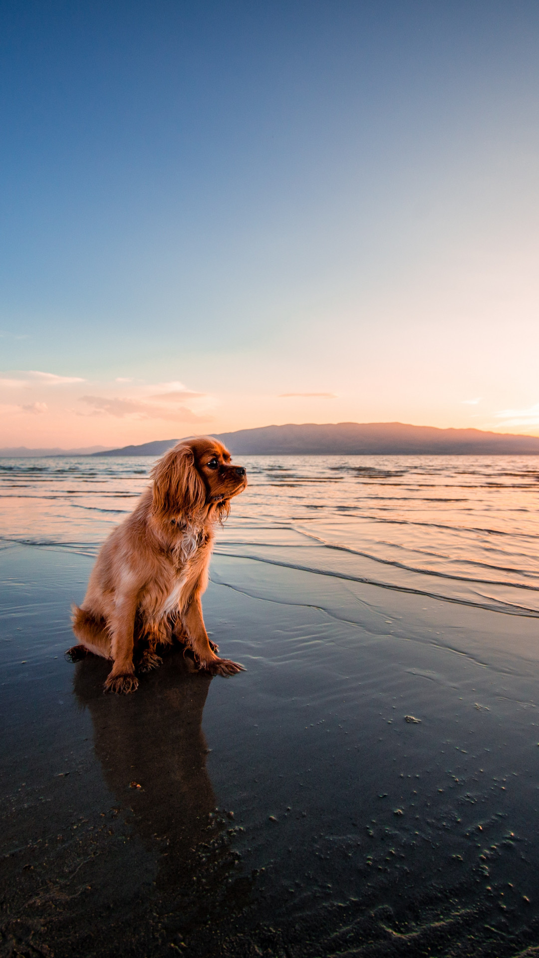 浜辺に佇む犬 Iphone12 スマホ壁紙 待受画像ギャラリー