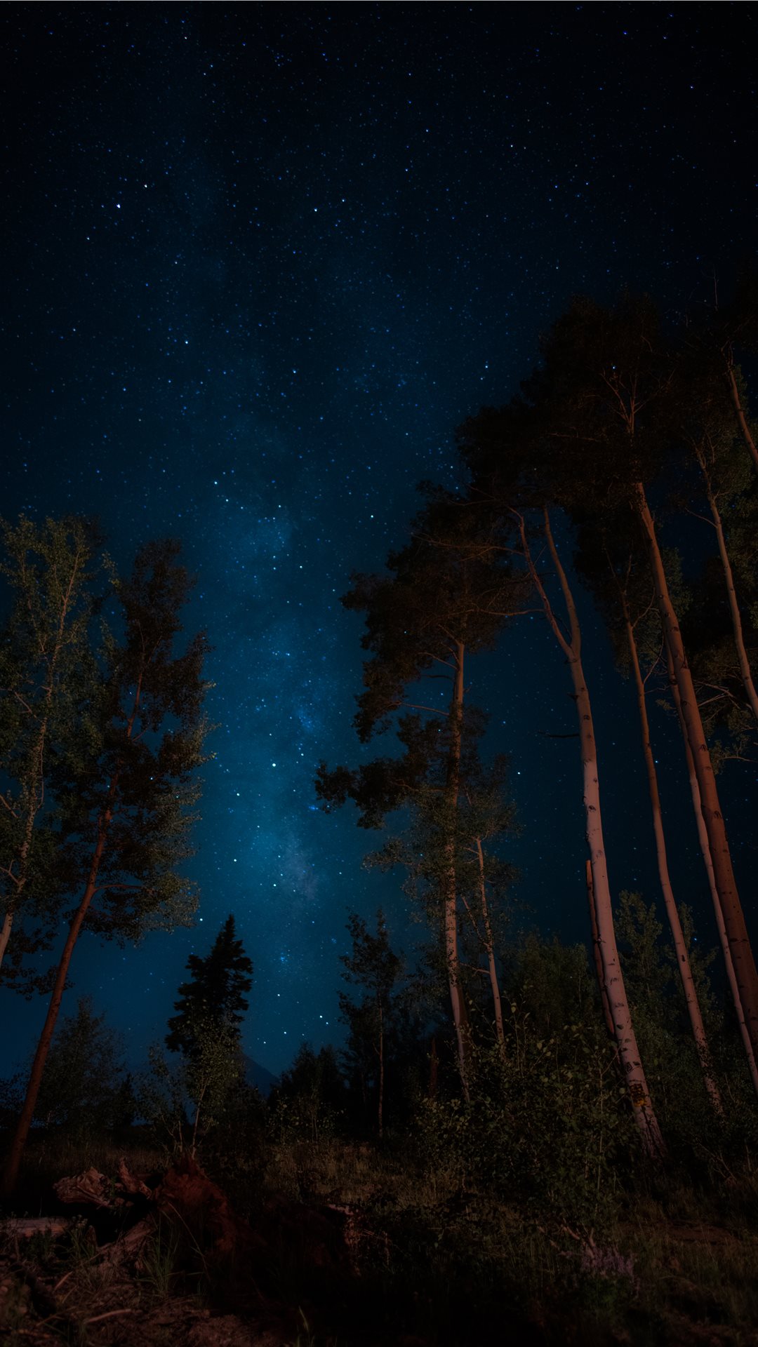 すべての花の画像 トップ100 夜 壁紙 Iphone