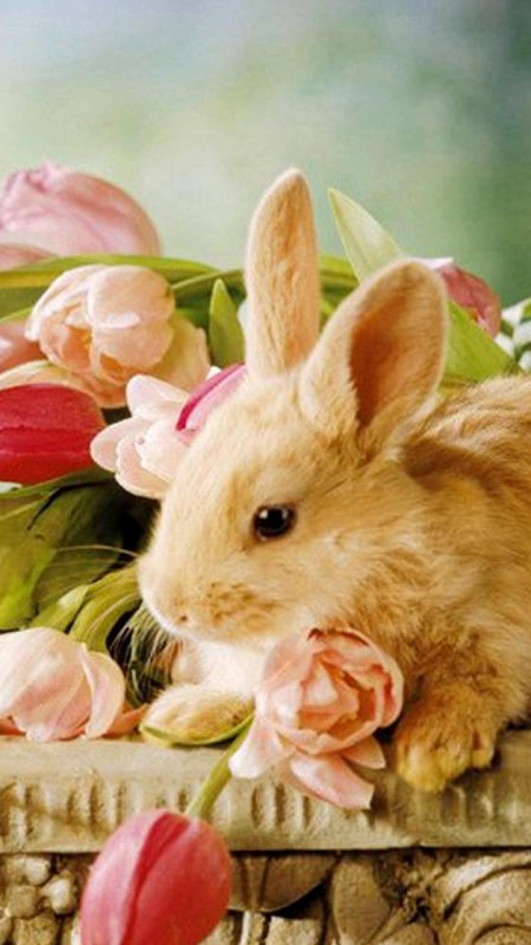 かわいいウサギ Iphone11 スマホ壁紙 待受画像ギャラリー