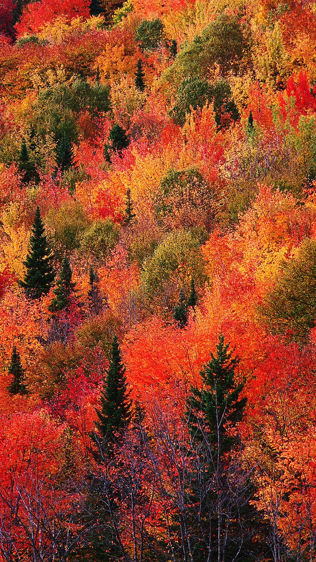 燃えるように赤く染まった紅葉の森 Iphone11 スマホ壁紙 待受画像ギャラリー