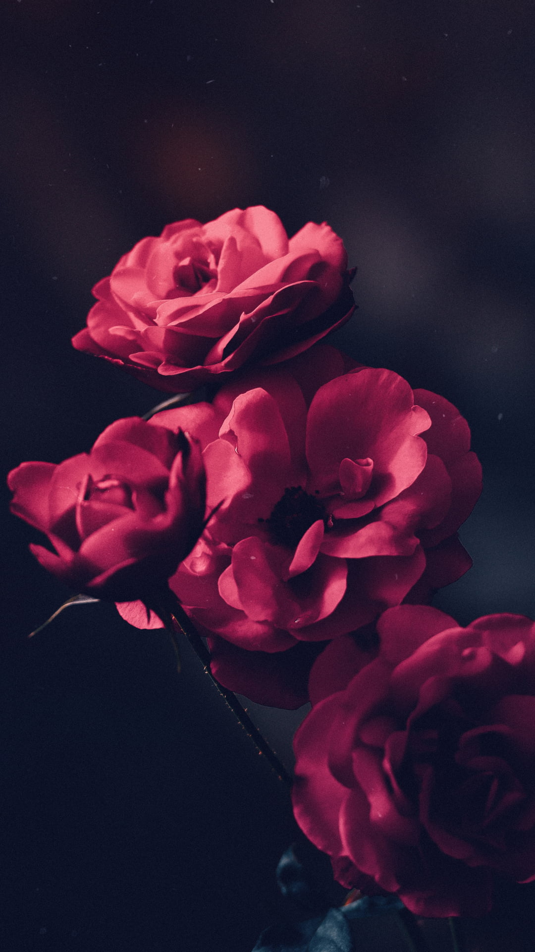 薔薇の花 Iphone11 スマホ壁紙 待受画像ギャラリー