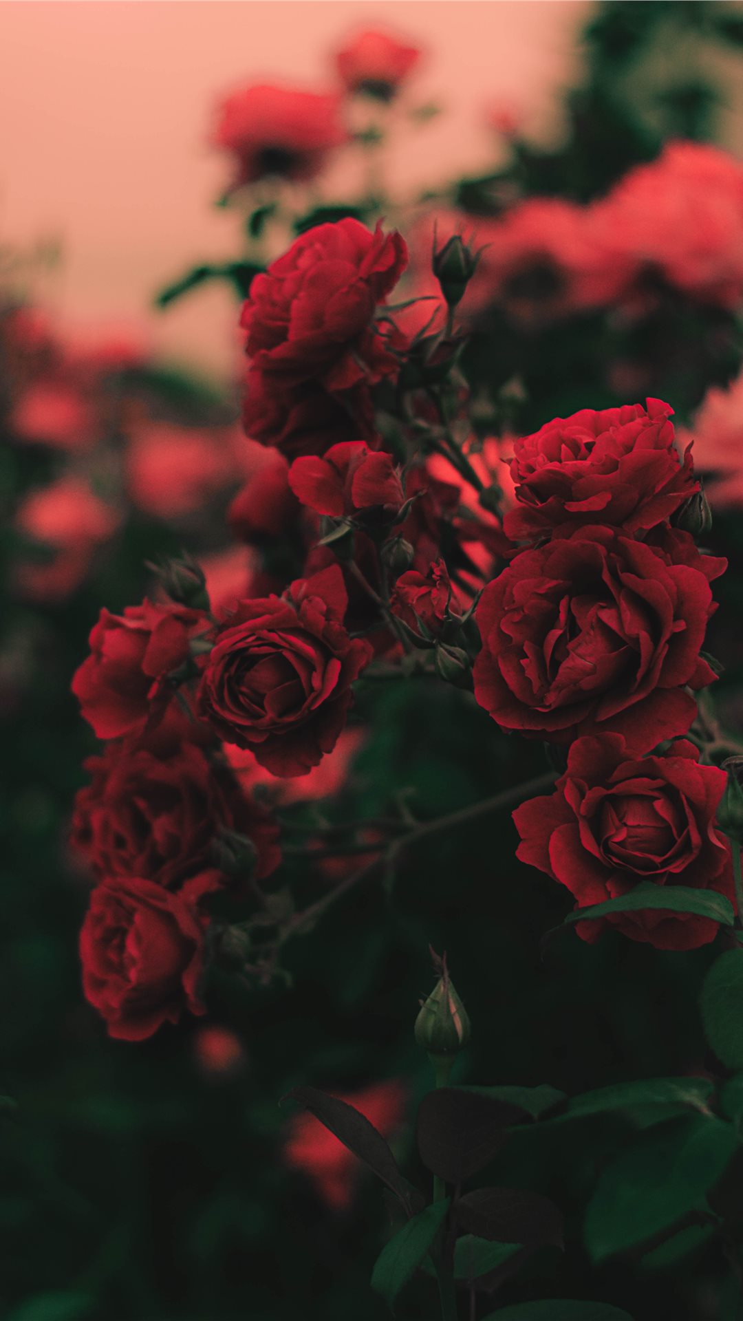 すべての美しい花の画像 エレガントiphone 薔薇 壁紙 おしゃれ