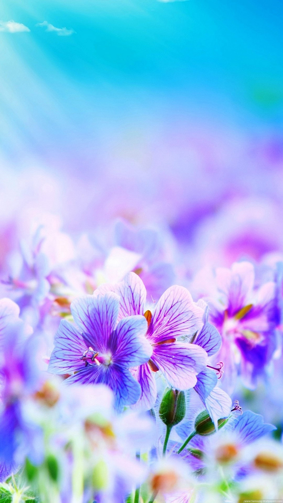 白と紫の綺麗な花々 Iphone11 スマホ壁紙 待受画像ギャラリー