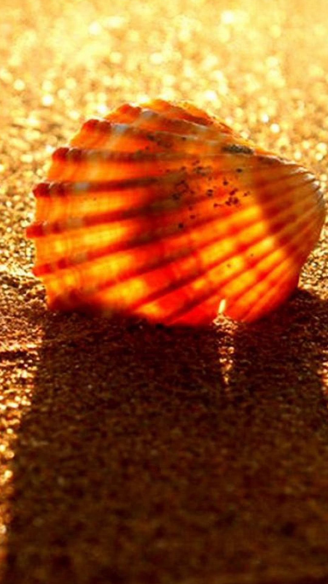 砂浜の貝殻 Iphone11 スマホ壁紙 待受画像ギャラリー
