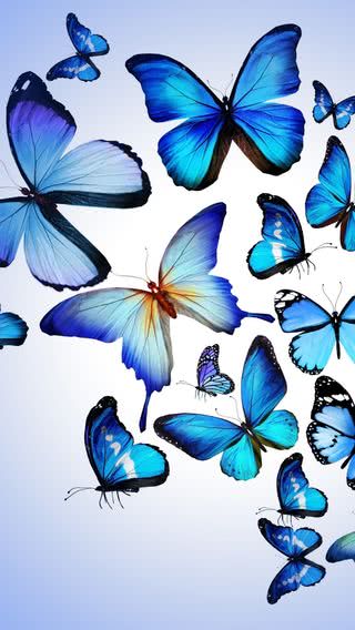 宝石のような青い蝶 Iphone11 スマホ壁紙 待受画像ギャラリー