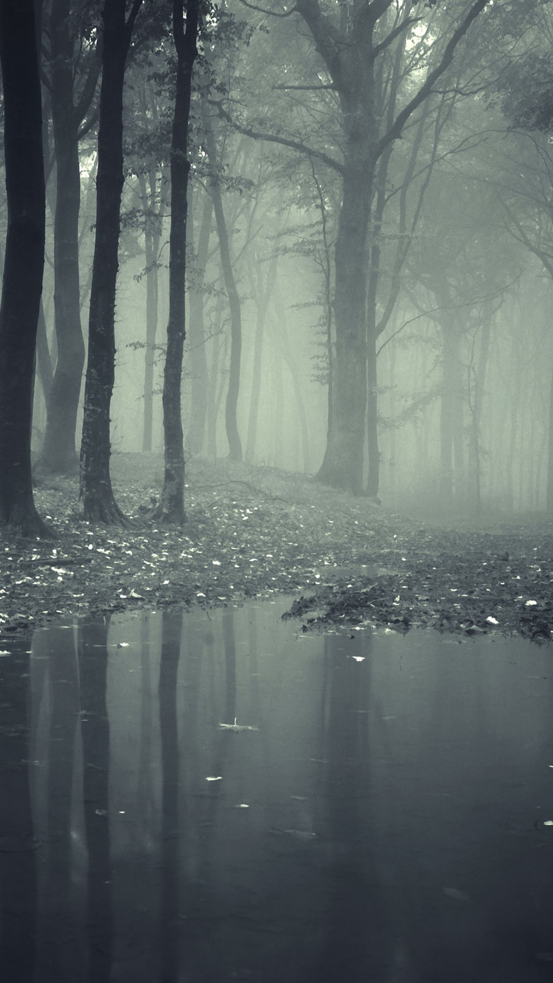 霧がかった暗い森 Iphone11 スマホ壁紙 待受画像ギャラリー