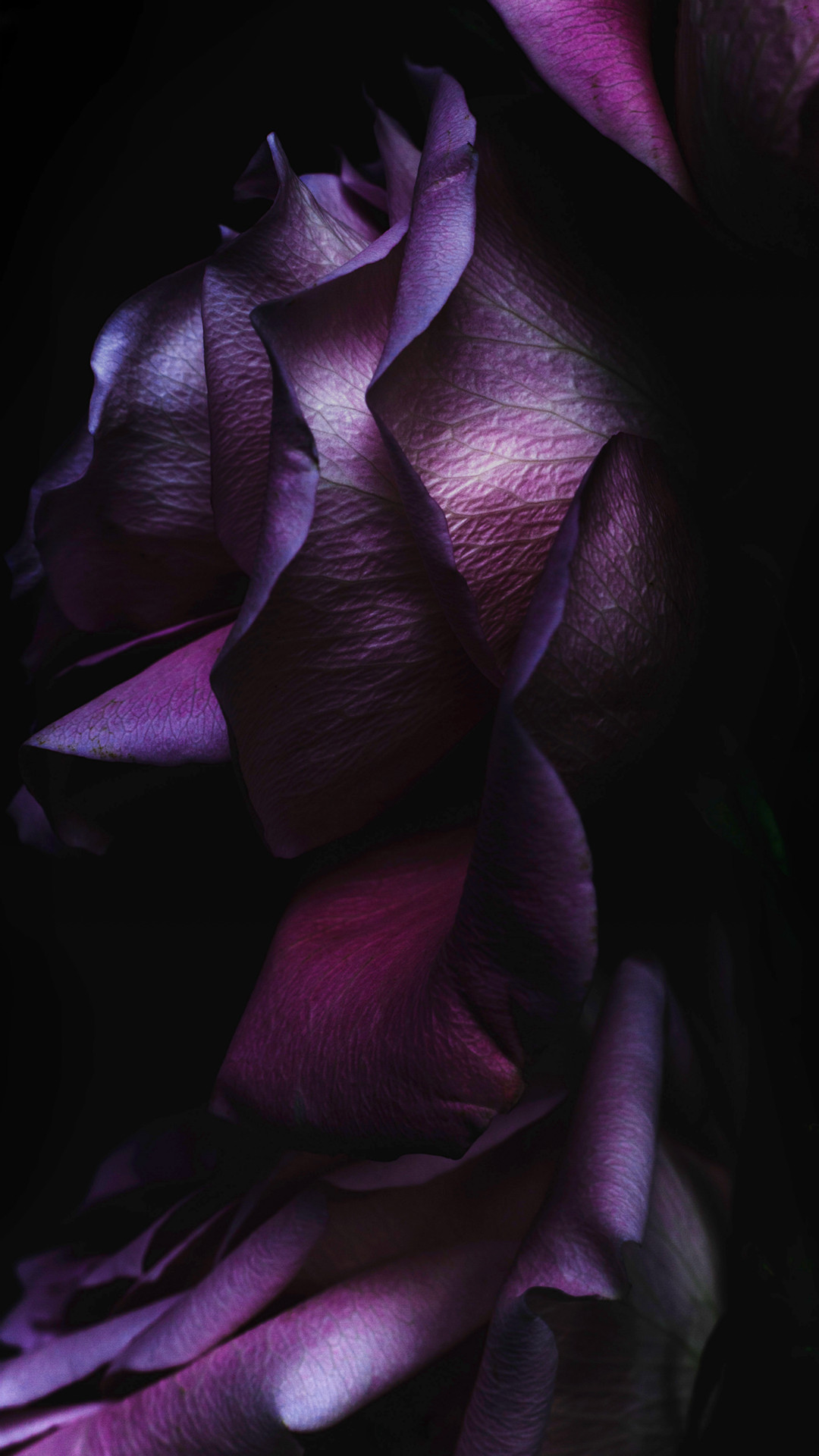 Purple Rose Flower Art Wallpaper Iphone11 スマホ壁紙 待受画像ギャラリー