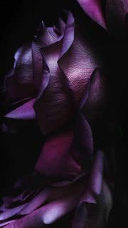 Purple Rose Flower Art Wallpaper