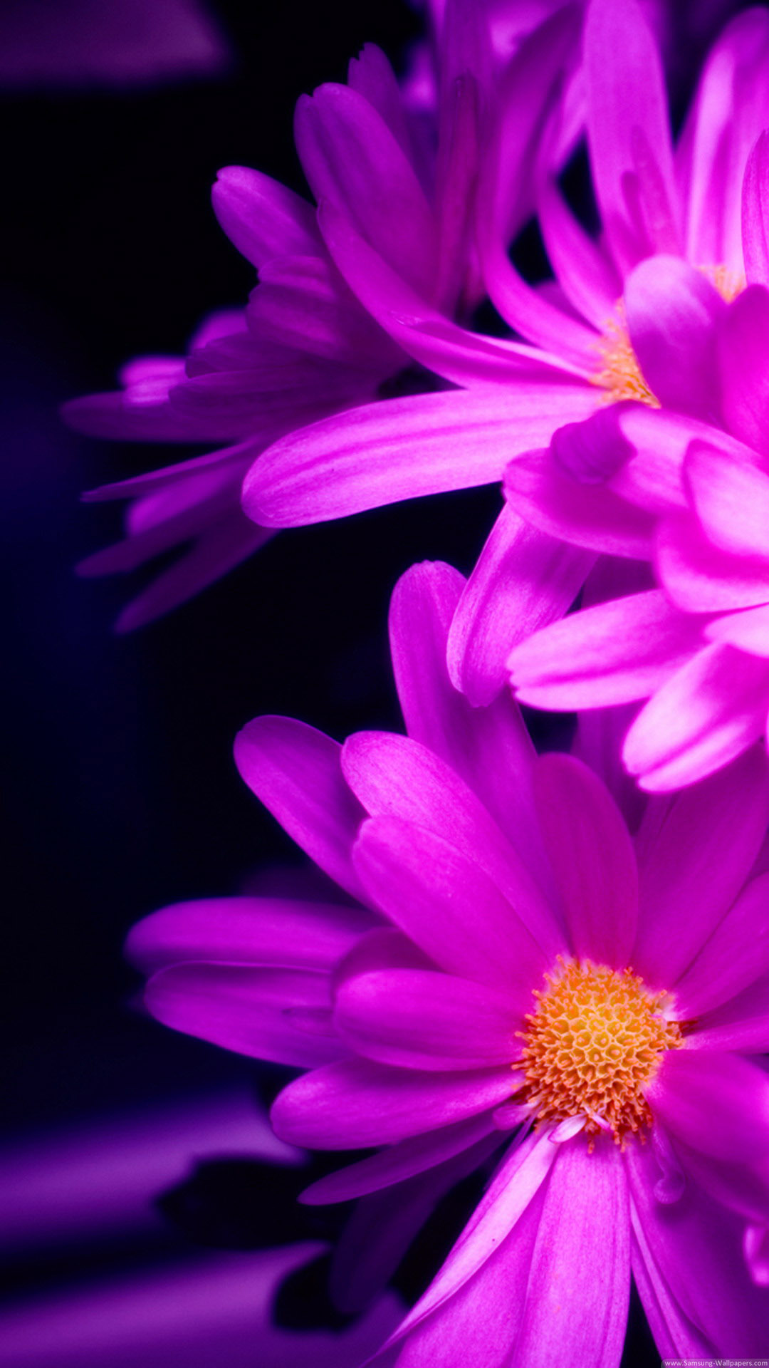 Iphone 壁紙紫花 最高の画像新しい壁紙bhd