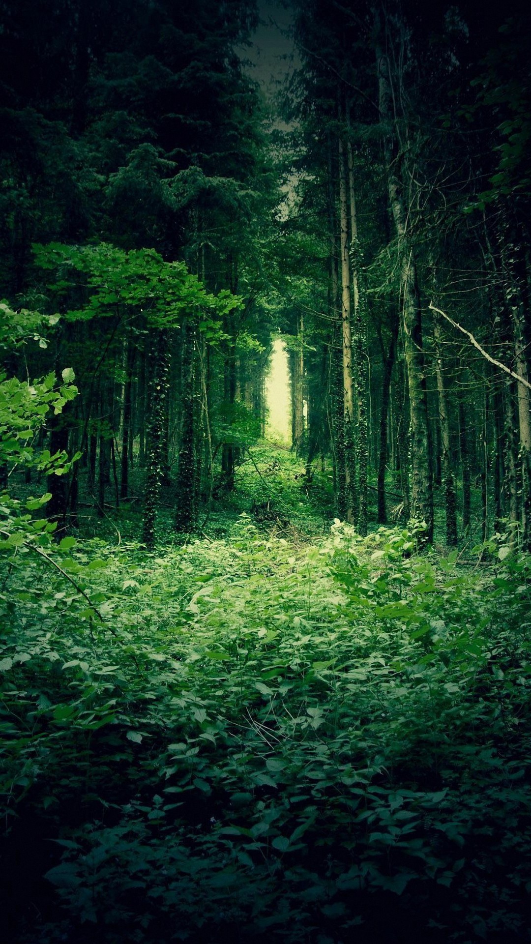 森の中の獣道 Iphone11 スマホ壁紙 待受画像ギャラリー