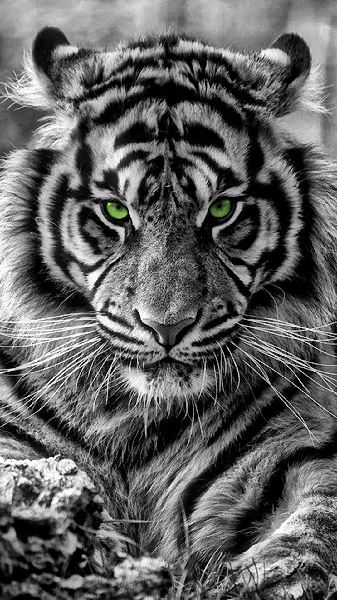 人気1位 タイガー 動物のiphone壁紙 Iphone11 スマホ壁紙 待受画像ギャラリー