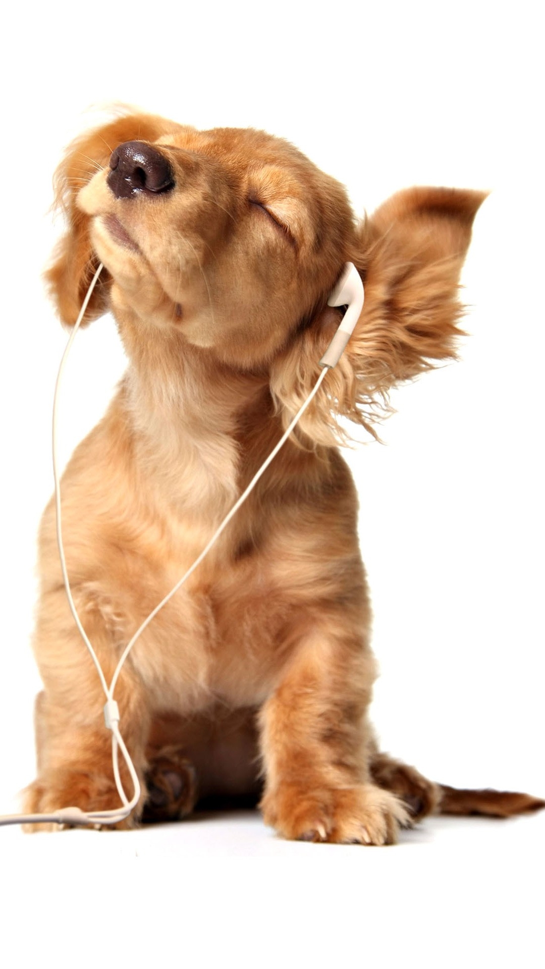 音楽を聞く犬 Iphone11 スマホ壁紙 待受画像ギャラリー