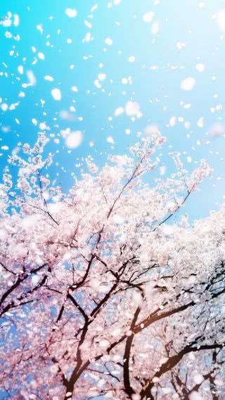 満開の桜 Iphone11 スマホ壁紙 待受画像ギャラリー