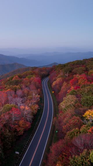 秋の森を抜ける道路