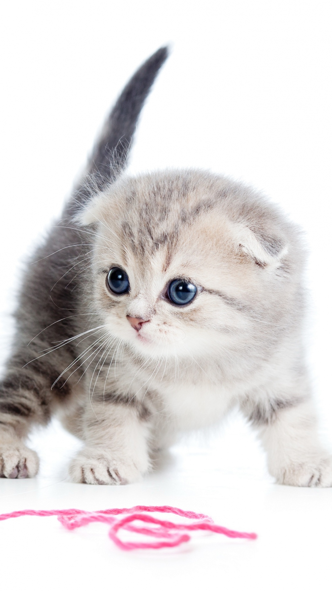 毛糸で遊ぶ子猫 Iphone11 スマホ壁紙 待受画像ギャラリー
