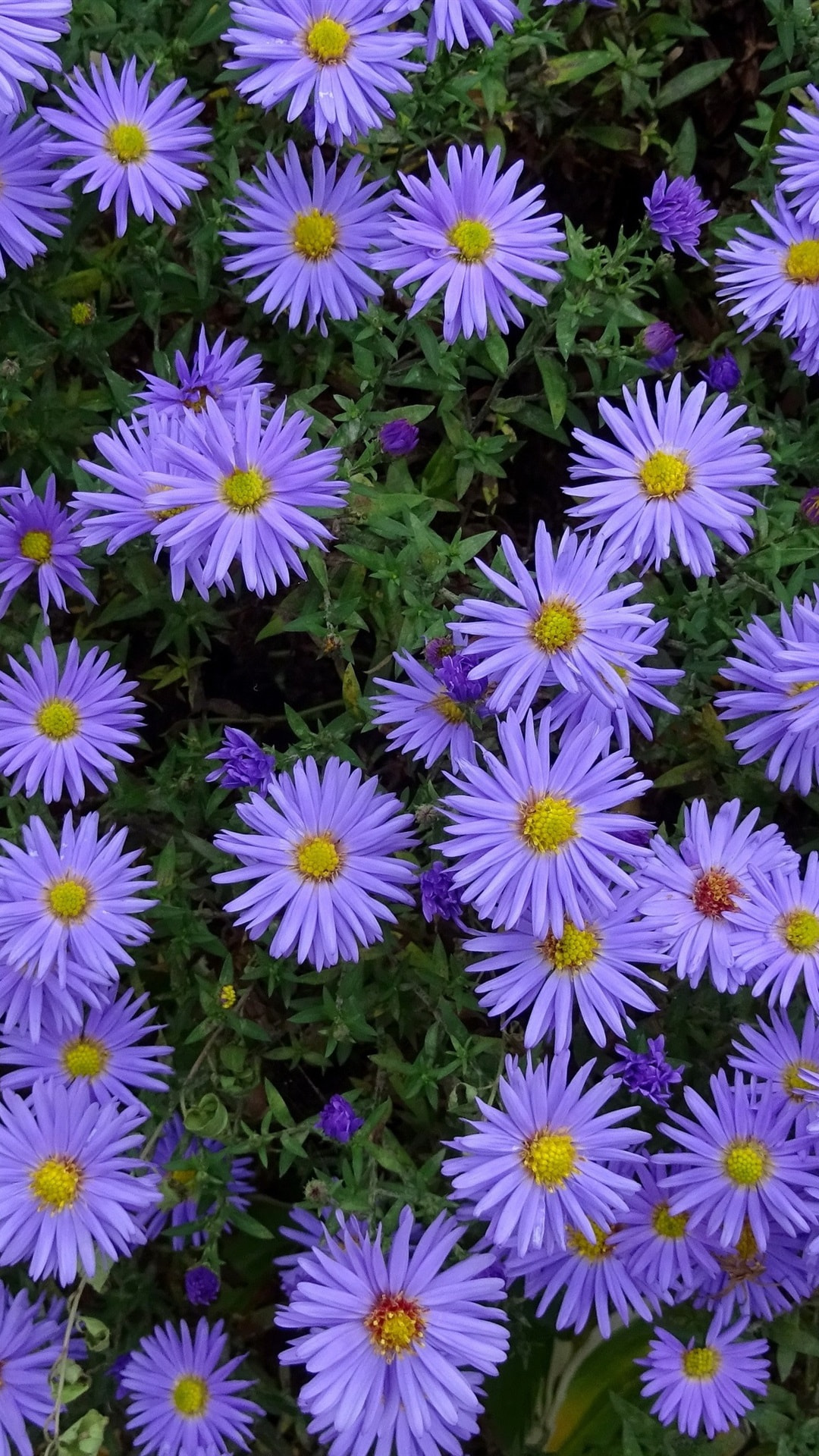 紫色の花 Iphone11 スマホ壁紙 待受画像ギャラリー