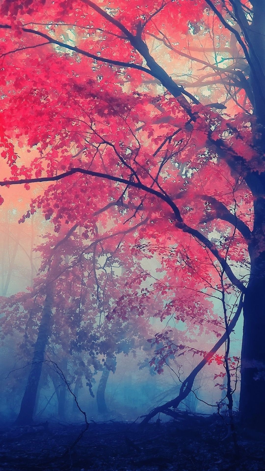 幻想的な秋の森の中 Iphone12 スマホ壁紙 待受画像ギャラリー