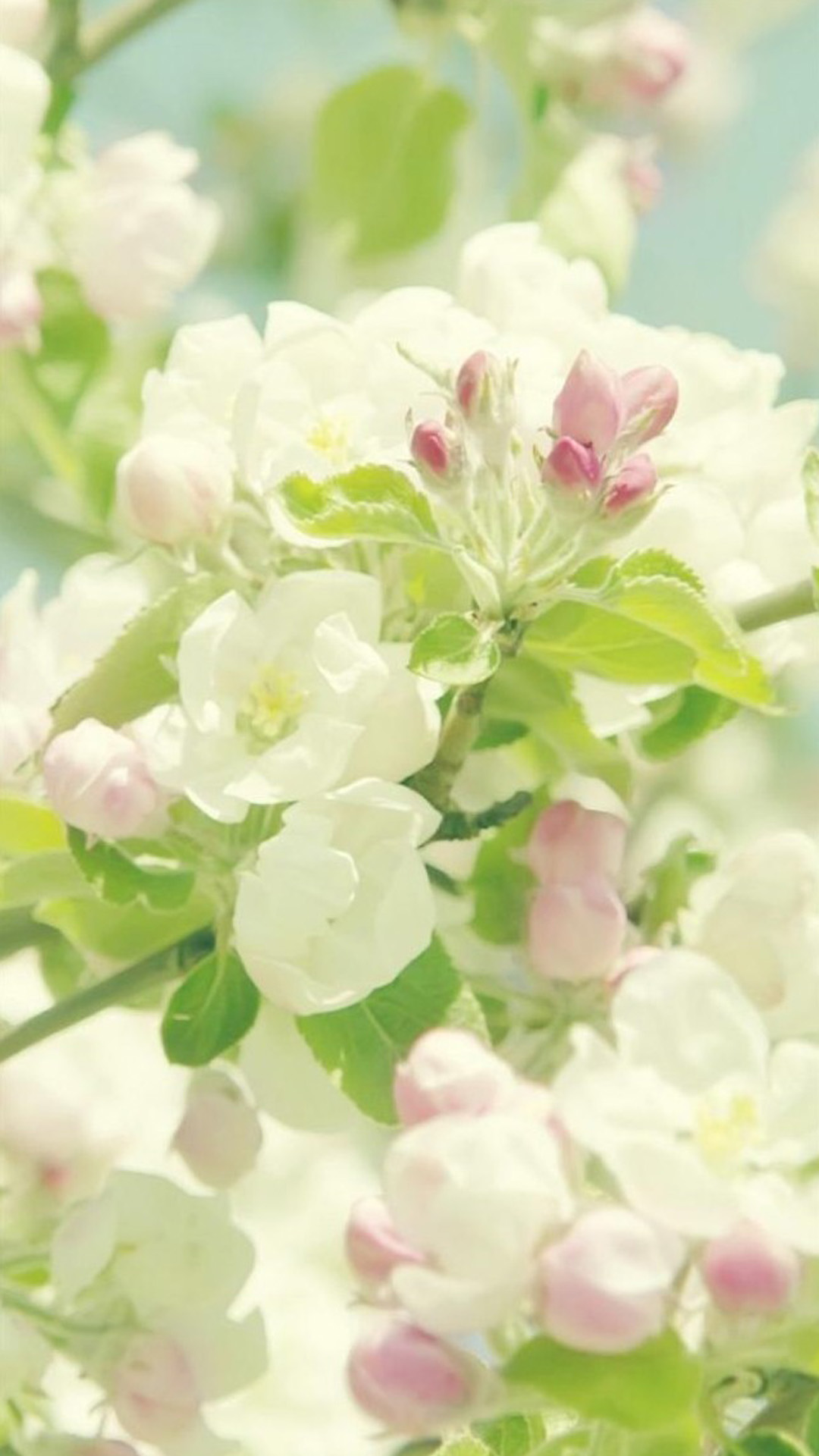 春の白い花 Iphone11 スマホ壁紙 待受画像ギャラリー