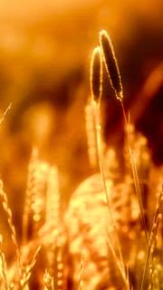 金色に輝く小麦