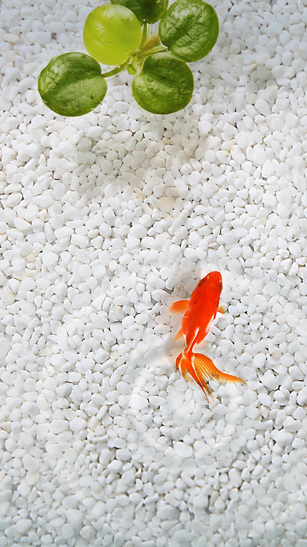 金魚の泳ぐ透明な池 Iphone11 スマホ壁紙 待受画像ギャラリー