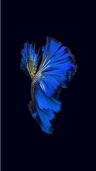 青い熱帯魚 Iphone11 スマホ壁紙 待受画像ギャラリー